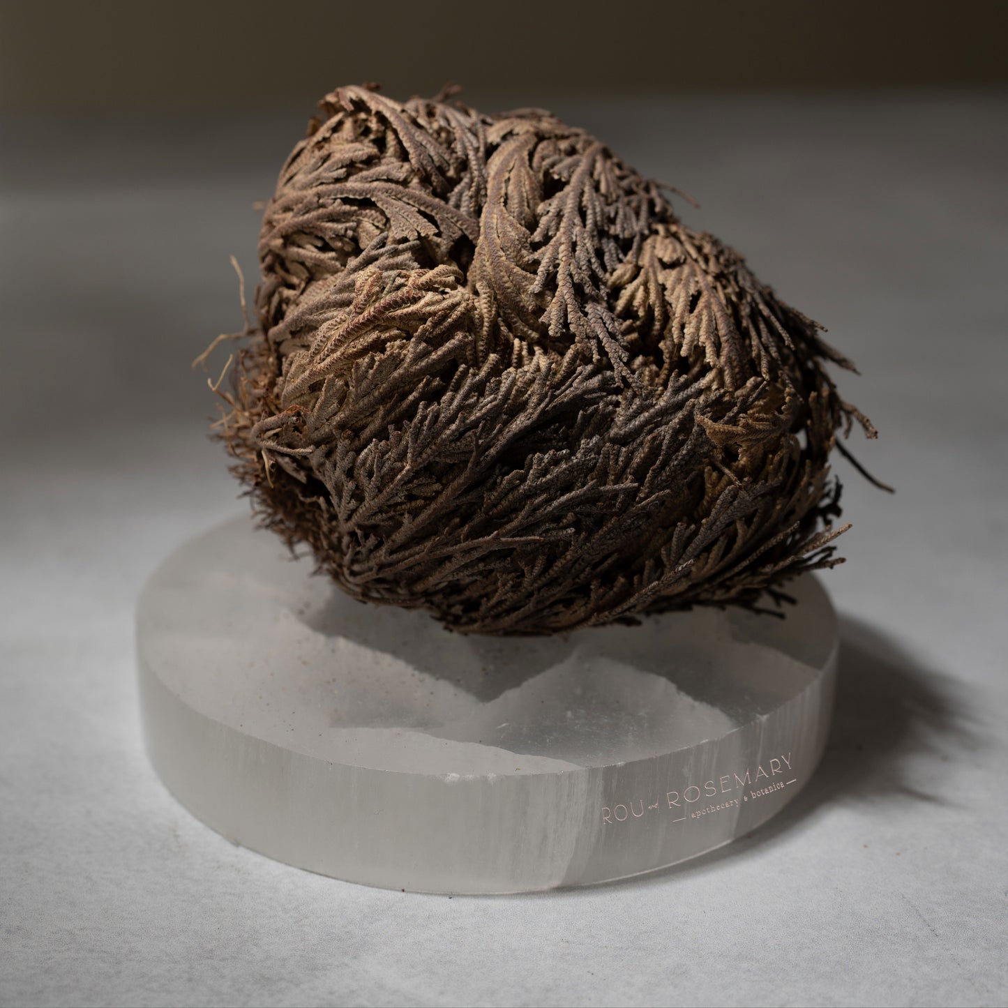 Rose of Jericho